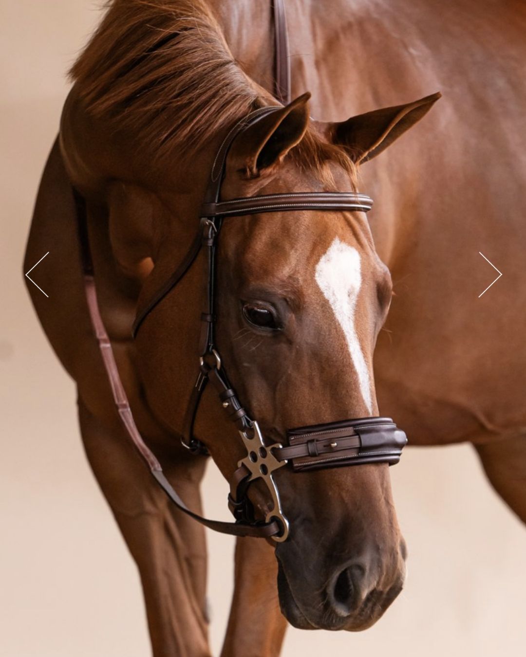 ADT Hackamore Bridle - Brown, shown on horse with reins | Malvern Saddlery