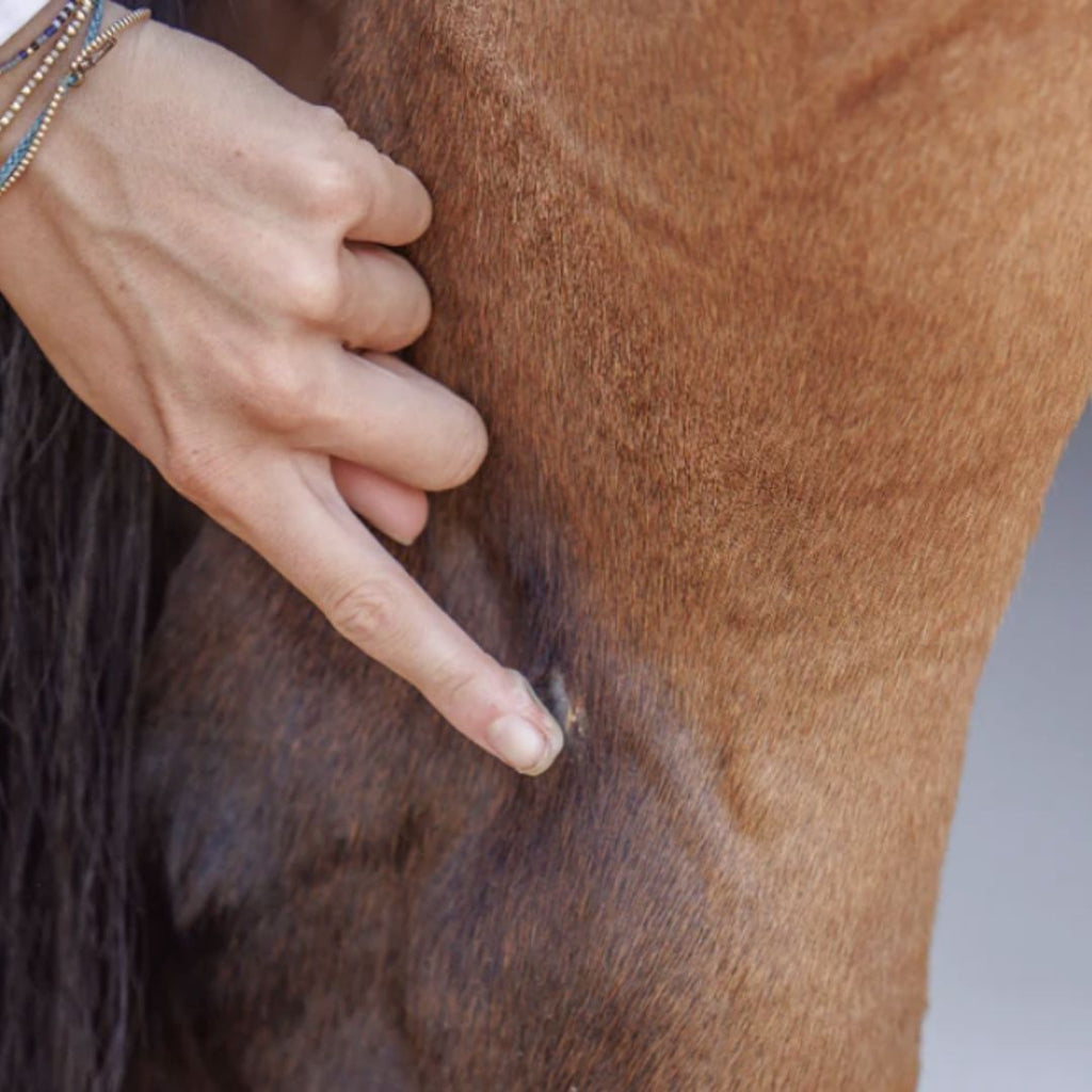 PurVida Healthy Horse Barrier Balm - Natural Skin Salve - shown applying to horse | Malvern Saddlery
