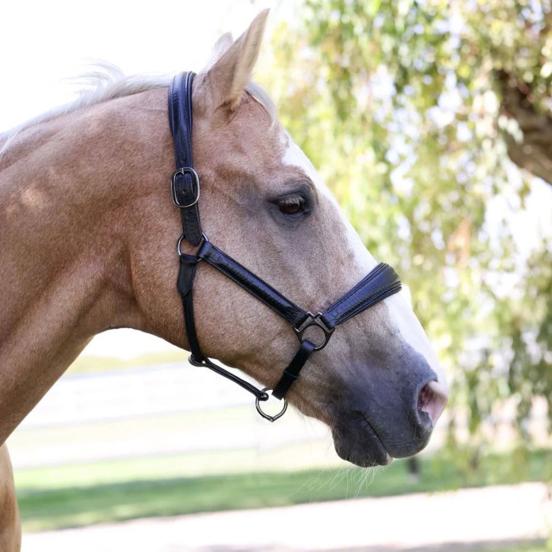Halter Ego Doc Marten Halter - Black Leather, shown on horse | Equestrian Halters | Malvern Saddlery