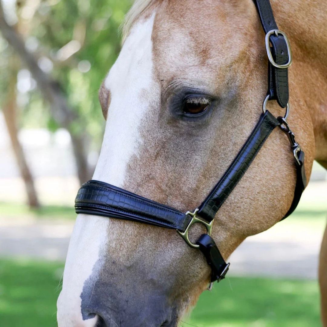 Halter Ego Doc Marten Halter - Black Leather | Equestrian Halters | Malvern Saddlery