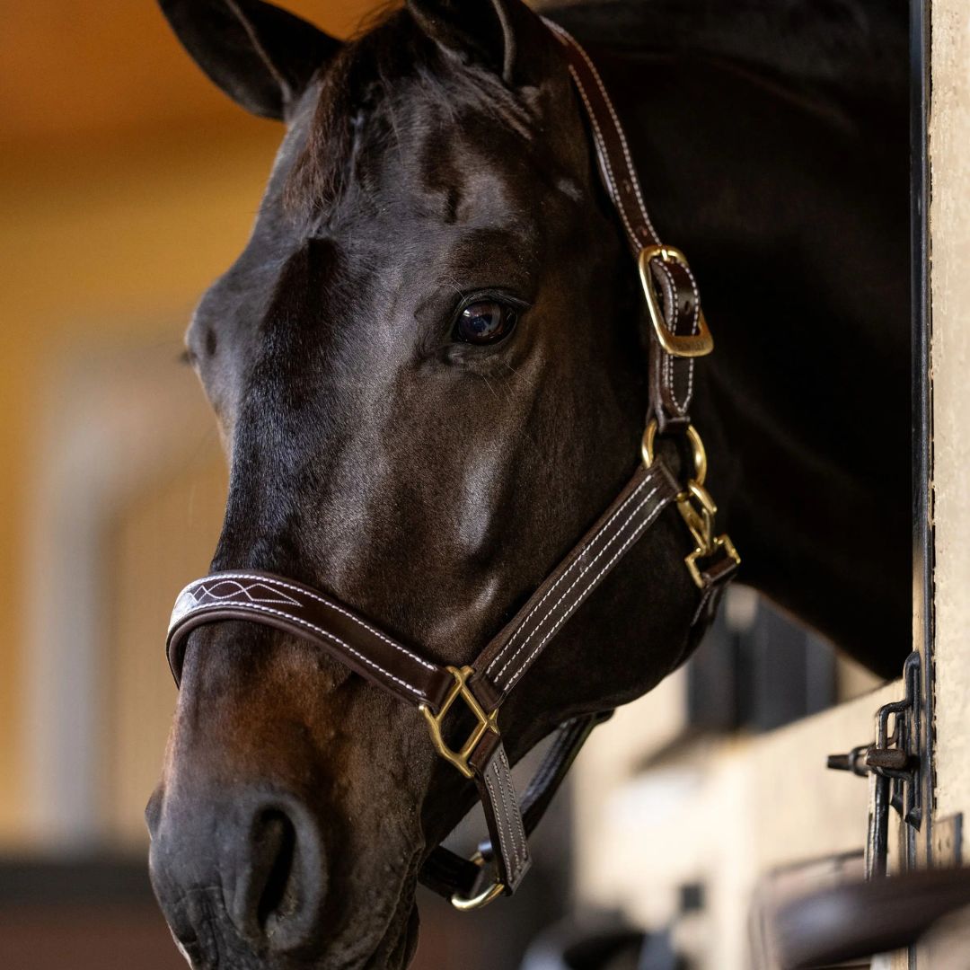 Huntley Sedgwick Fancy Stitched Padded Leather Halter, shown on horse in stable | Horse Halters | Malvern Saddlery