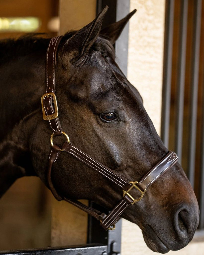 Huntley Sedgwick Fancy Stitched Padded Leather Halter, shown on horse in stable | Horse Halters | Malvern Saddlery