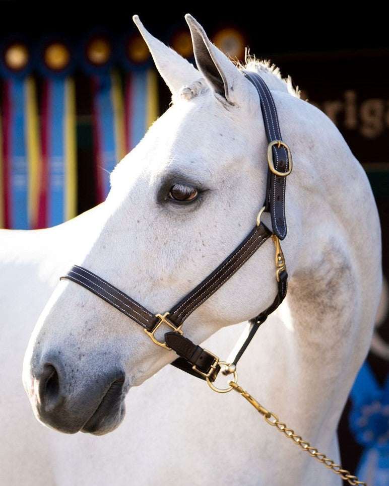 Black Oak Pine Halter; Havana, shown on white horse| Horse Halters | Malvern Saddlery