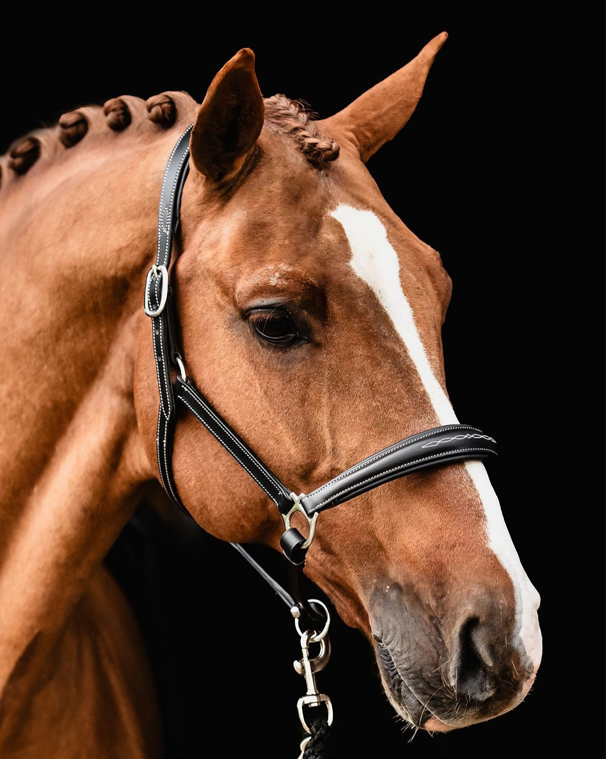 Schockemöhle SP Frisco Anatomical Horse Halter - Brown leather; on horse with lead, against black background | Malvern Saddlery