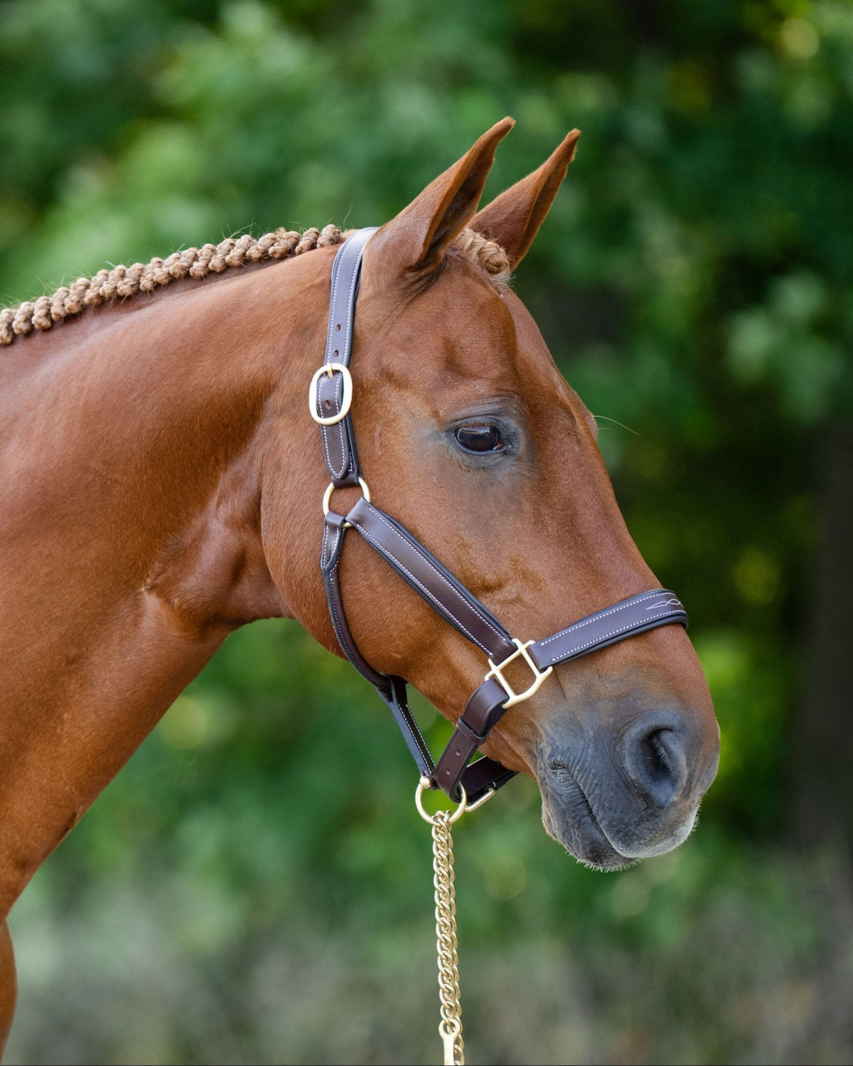 KL Select Black Oak Willow Horse Halter - Brown | Malvern Saddlery