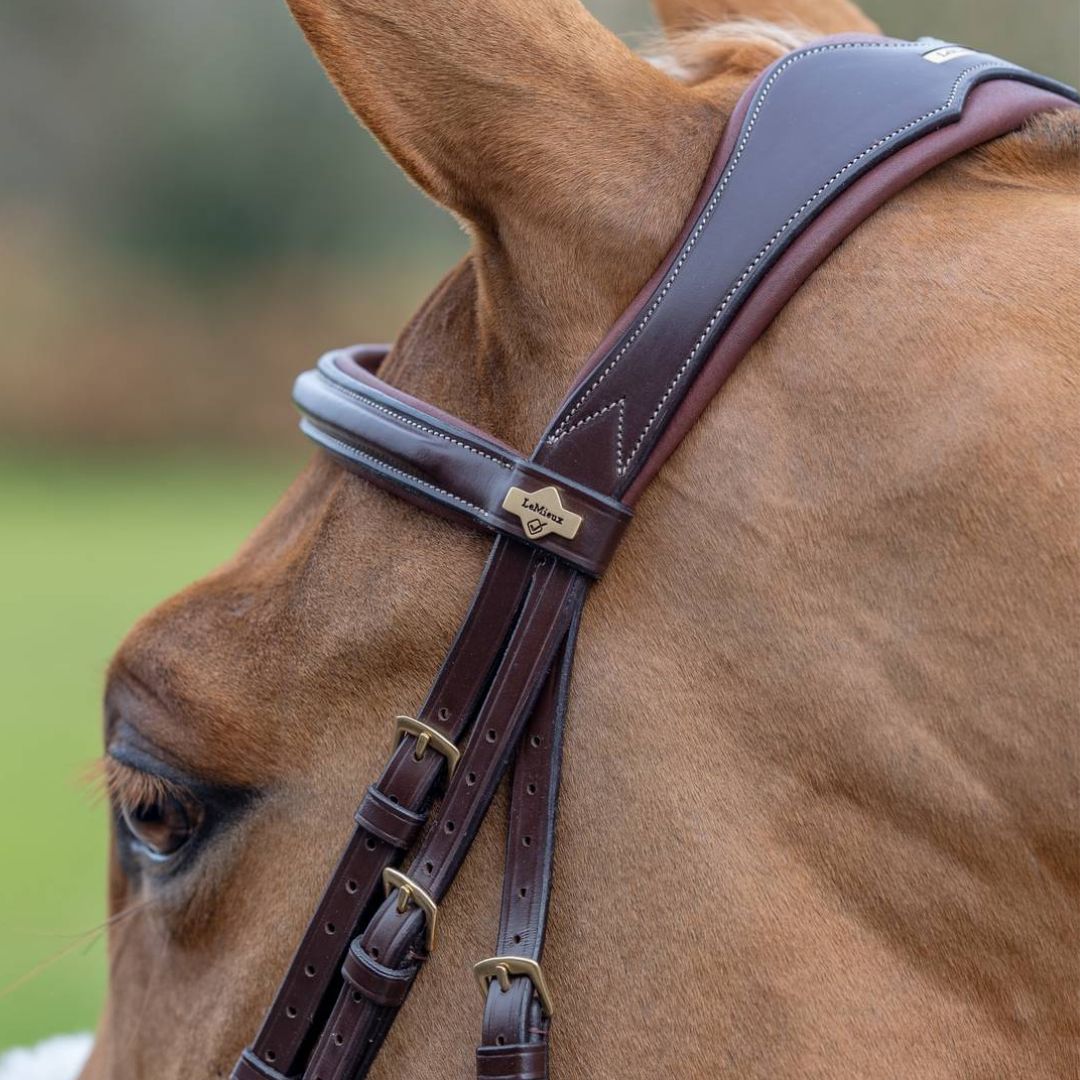 LeMieux Kudos Grackle Bridle - Malvern Saddlery