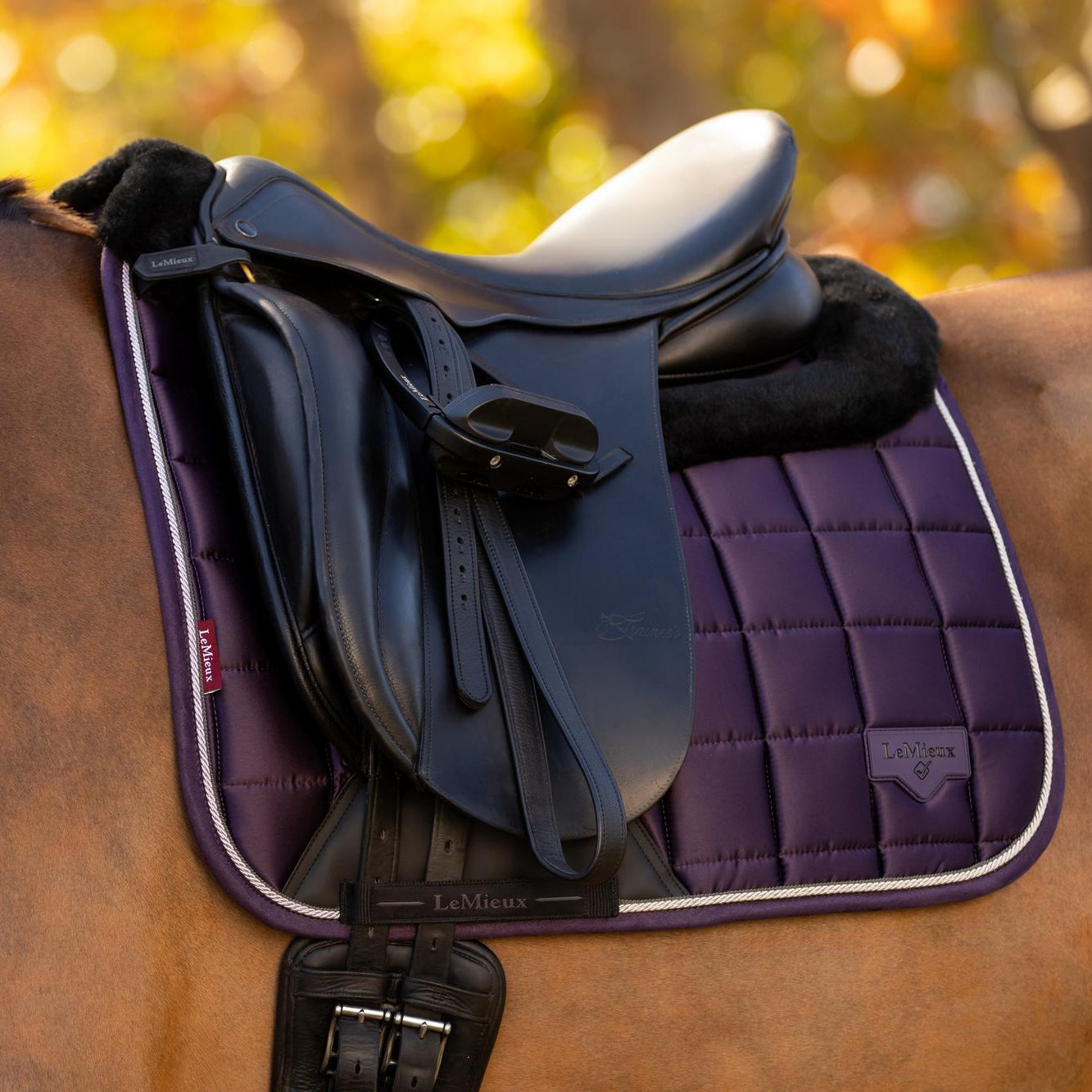 LeMieux Merino+ Loire Classic Dressage Square Saddle Pad - Juniper Purple with Black, shown on horse with black saddle blurred trees in background | Malvern Saddlery