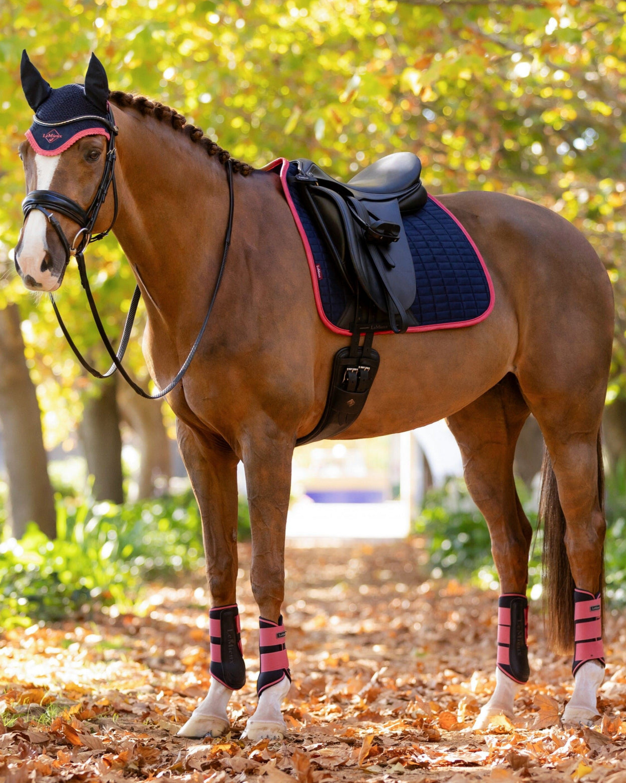 LeMieux Suede Dressage Square Saddle Pad - Navy/Cranberry on Horse with a saddle and bridle standing on a leaf-covered ground with trees in the background | Malvern Saddlery