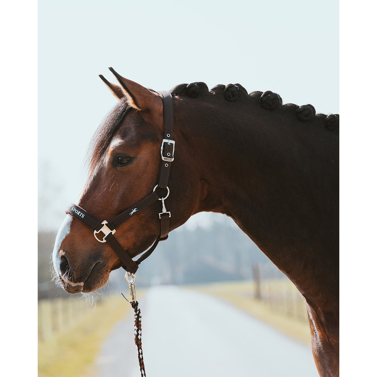 Schockemöhle Memphis Style III Breakaway Halter in Mocca on a horse