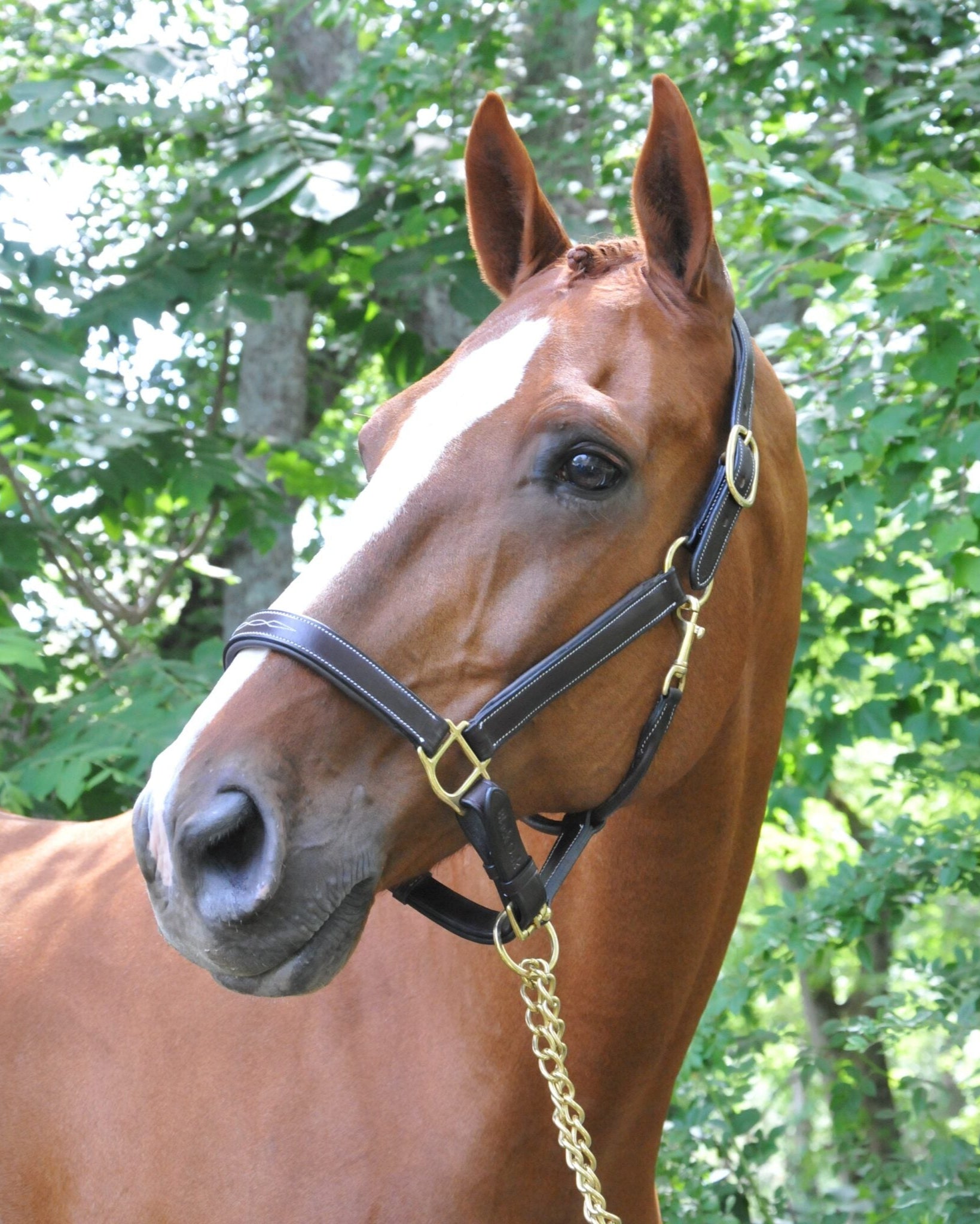 Black Oak Willow Halter | Equestrian Halters | Malvern Saddlery