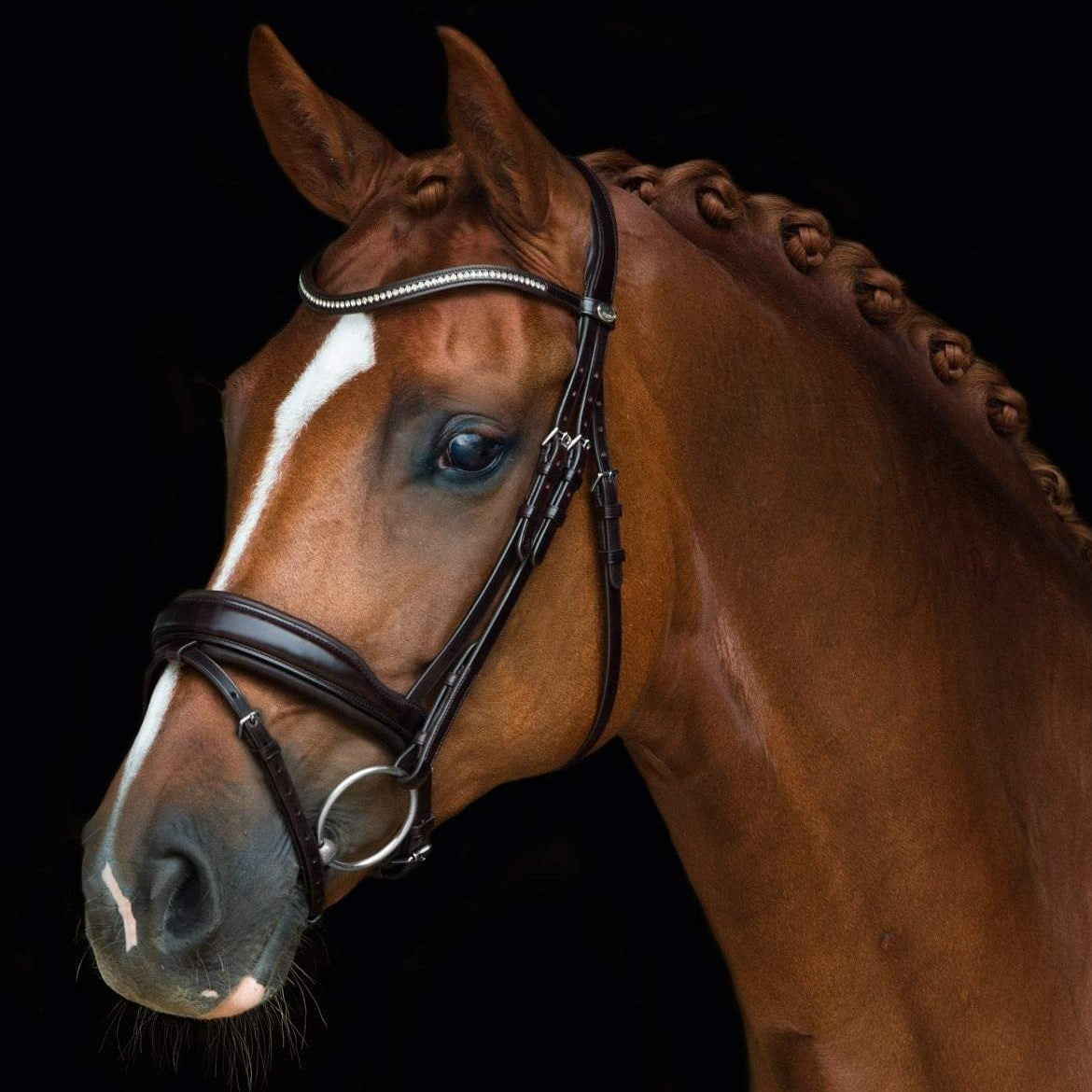 Shop Schockemohle Stanford Dressage Bridle | Malvern Saddlery