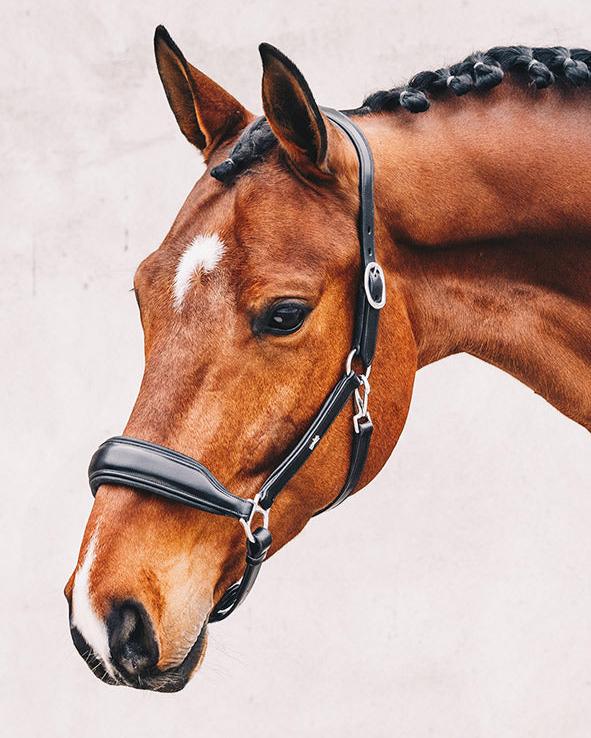 Shop Schockemohle Fremont Anatomic Halter - Malvern Saddlery