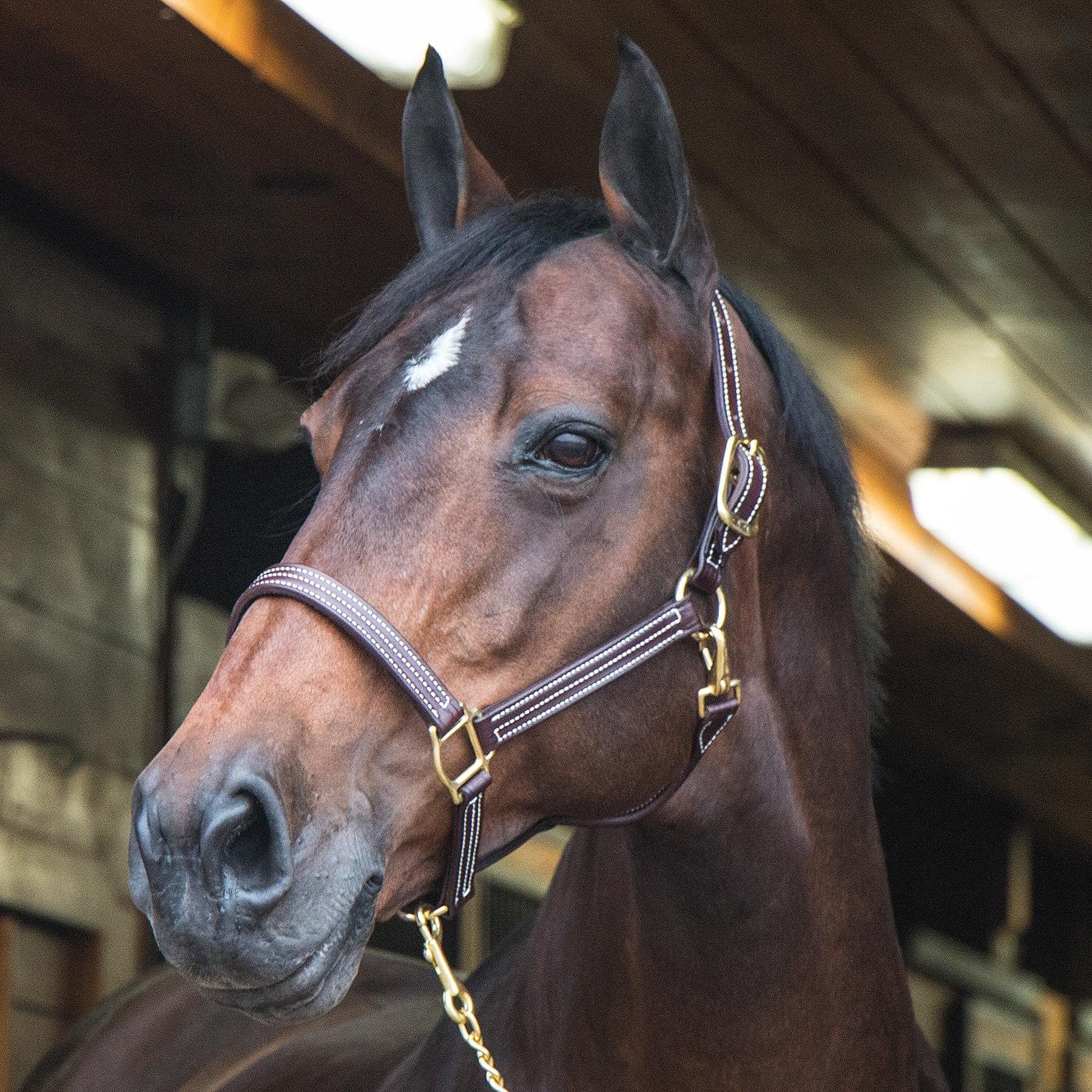 Walsh British Halter - Havana with brass hardware | Malvern Saddlery
