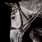 Schockemöhle Equitus Theta Bridle -Espresso | Malvern Saddlery