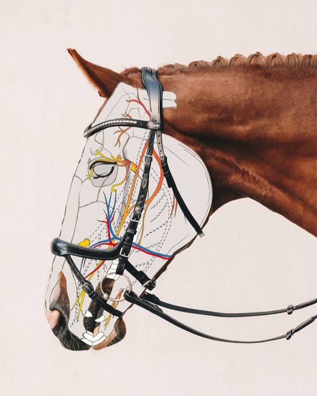 Schockemöhle Equitus Gamma Double Bridle - Black, shown with facial anatomy of horse | Anatomic Bridles | Malvern Saddlery