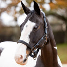 LeMieux Capella Halter - Petrol, shown on dark brown and white paint horse | Malvern Saddlery