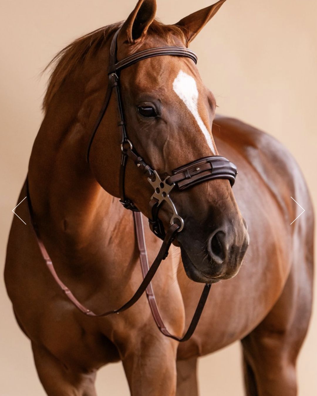 ADT Hackamore Bridle - Brown, shown on horse with reins | Malvern Saddlery