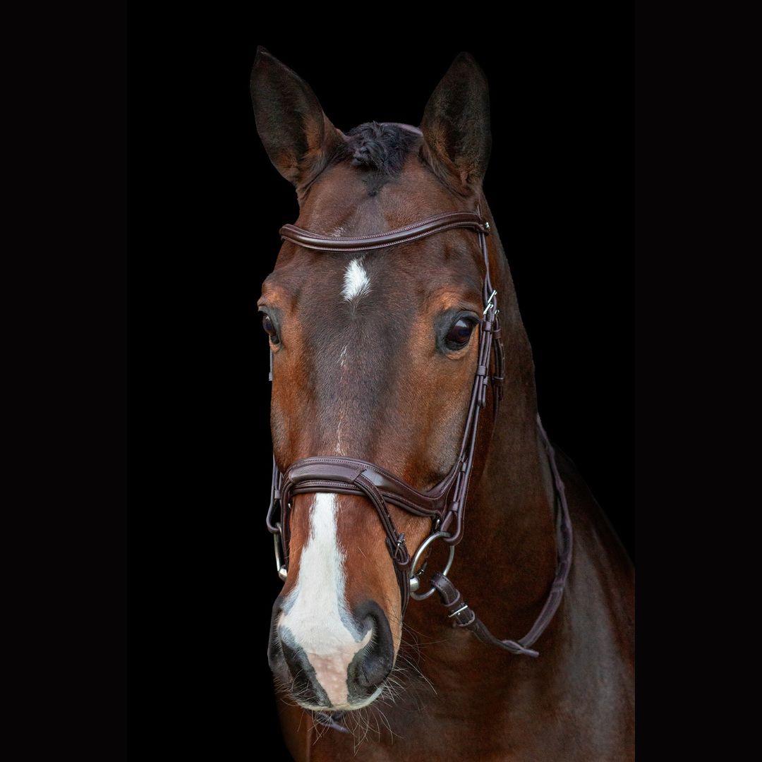 Schockemöhle Sports Ancona Select Bridle - Espresso | Malvern Saddlery