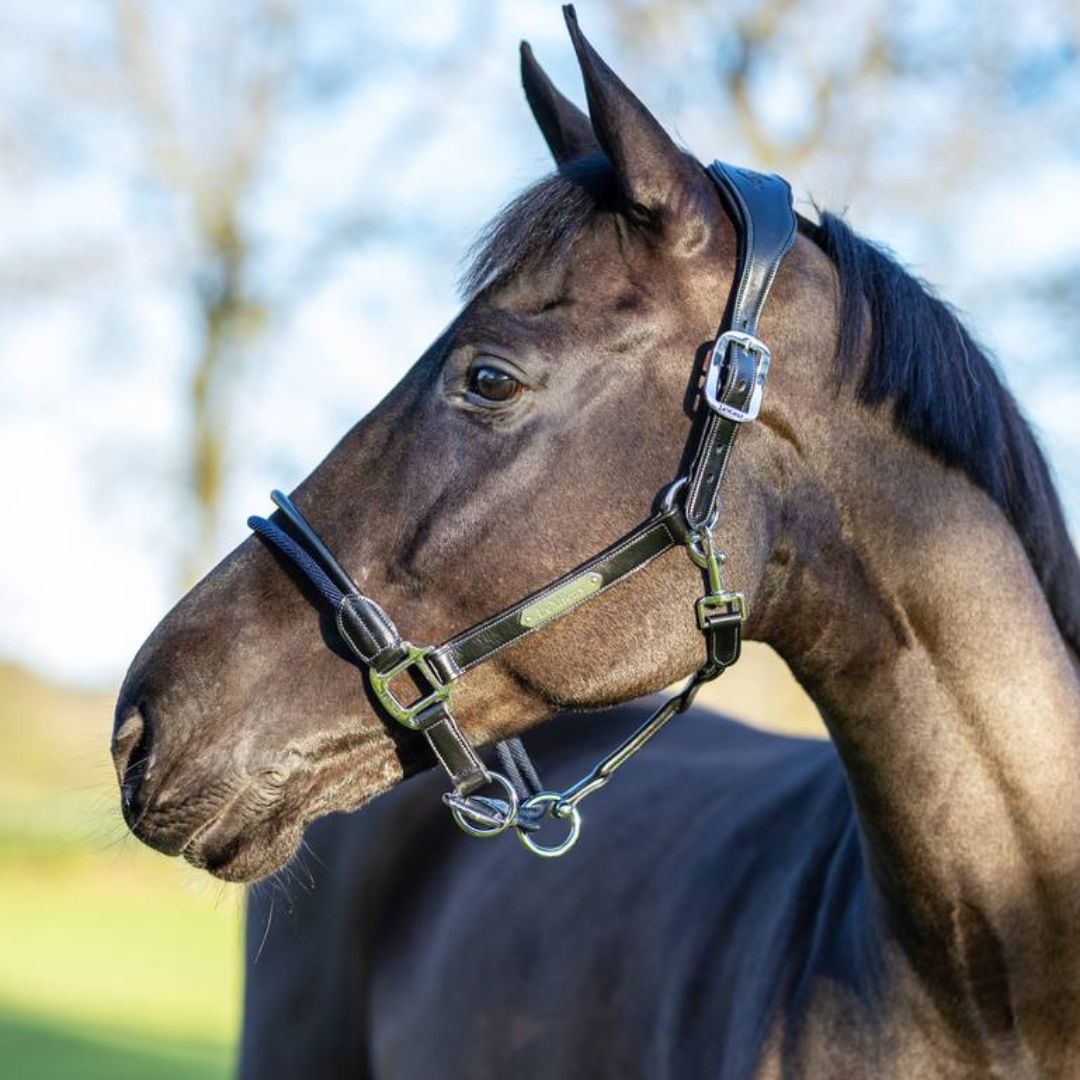 LeMieux Rope Control Halter - Black | Malvern Saddlery