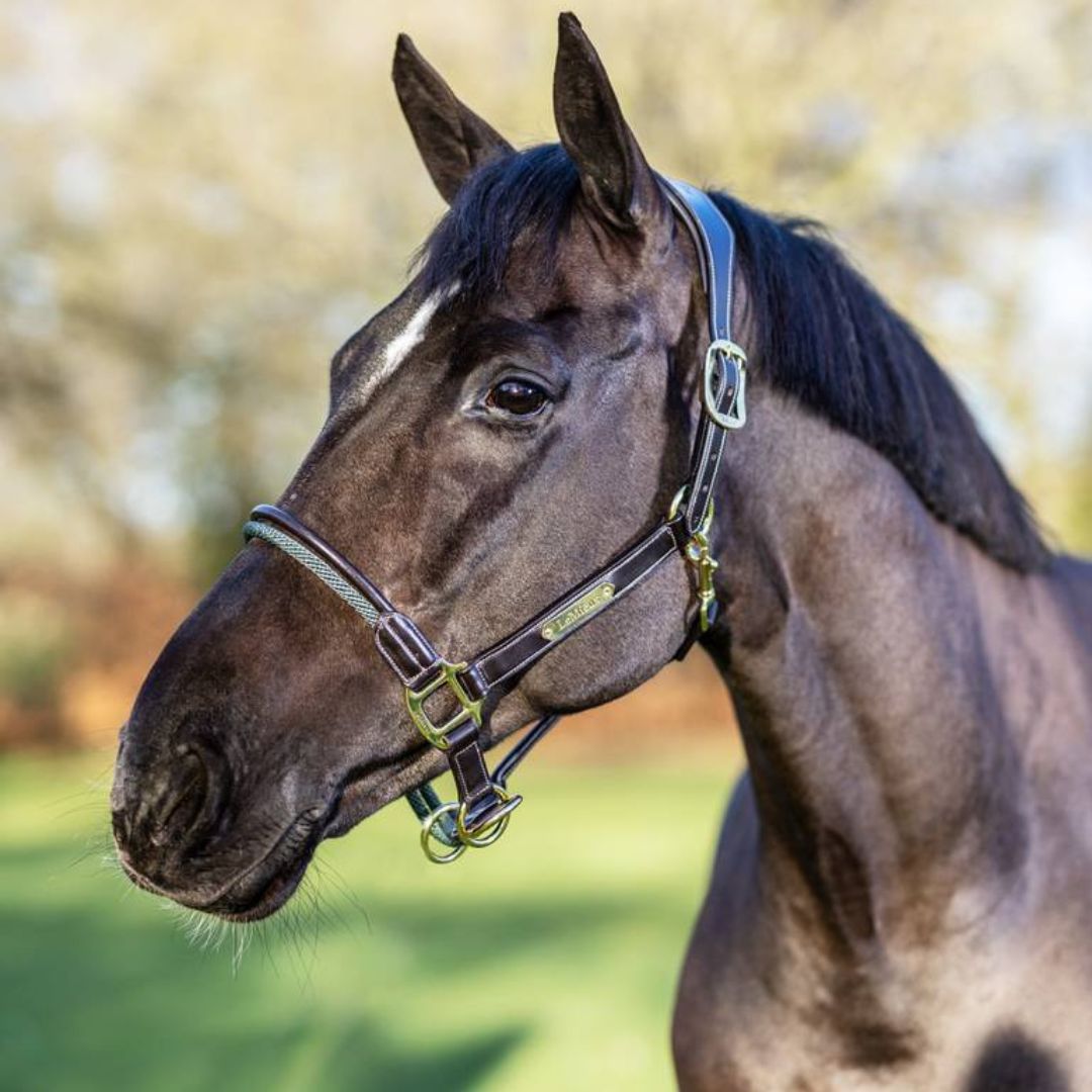 LeMieux Rope Control Halter - Brown | Malvern Saddlery