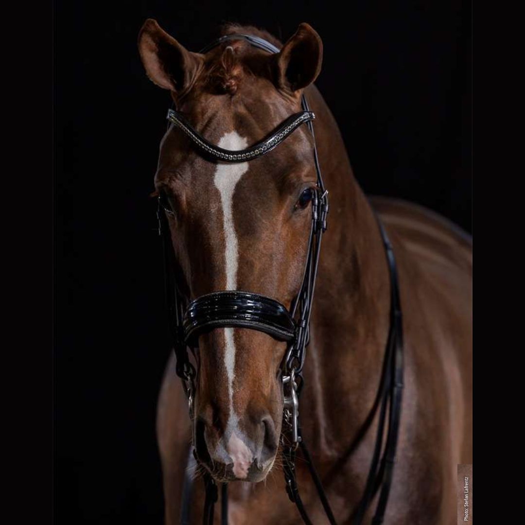 Schockemoehle Sports Milan Glam Dressage Bridle | Malvern Saddlery