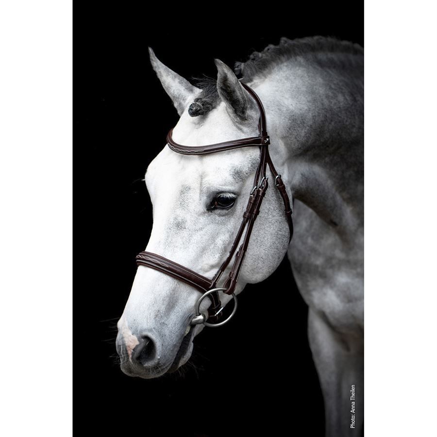 Schockemoehle Sports Montreal Bridle - Espresso Brown, shown on white horse | Equestrian Hunter Bridles | Malvern Saddlery