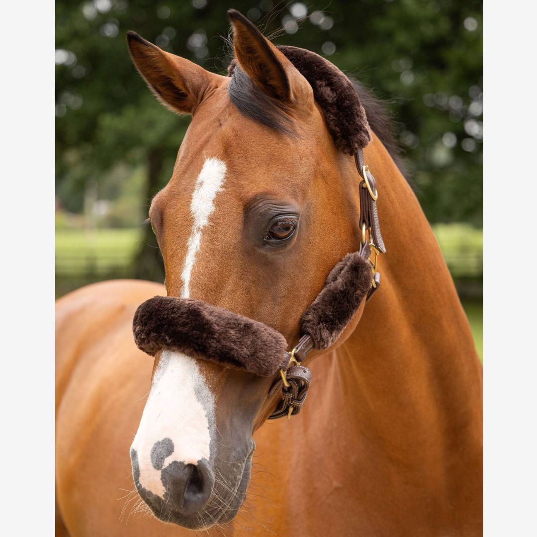 LeMieux Simuwool Halter Covers- 4 pc set - shown on chestnut brown horse | Malvern Saddlery