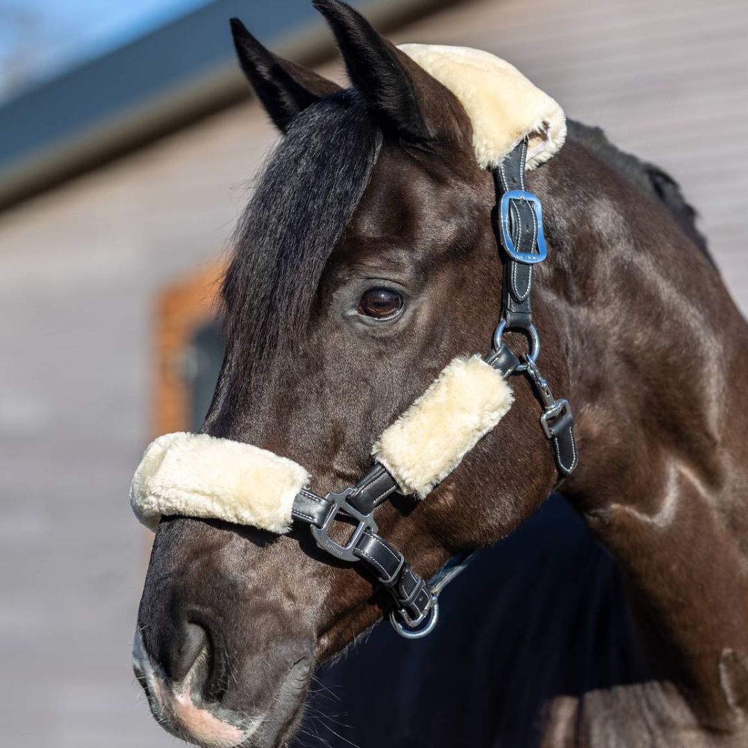 LeMieux Simuwool Halter Covers- 4 pc set - Natural - shown on dark brown horse | Malvern Saddlery