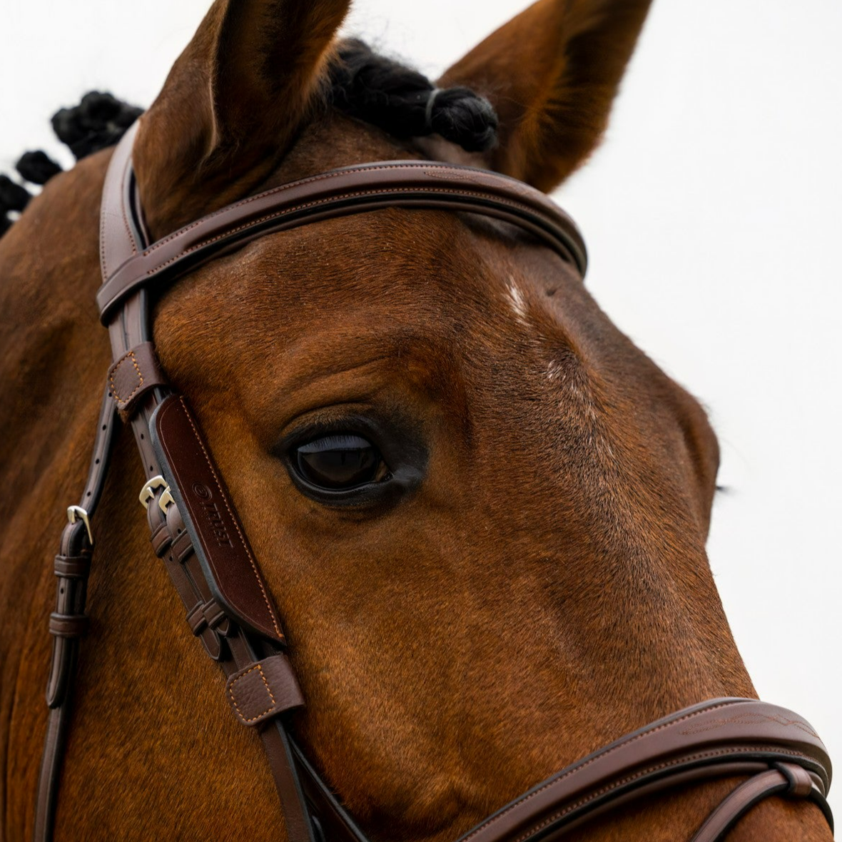 Trust Equestrian Blinkers - Brown | Bridle Accessories | Malvern Saddlery