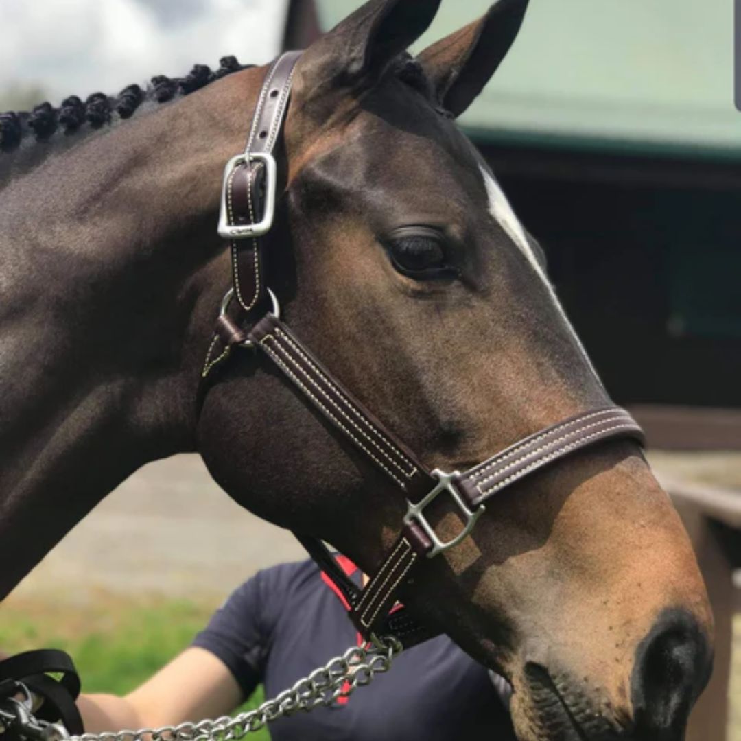 Walsh British Halter - Havana with chrome hardware | Malvern Saddlery