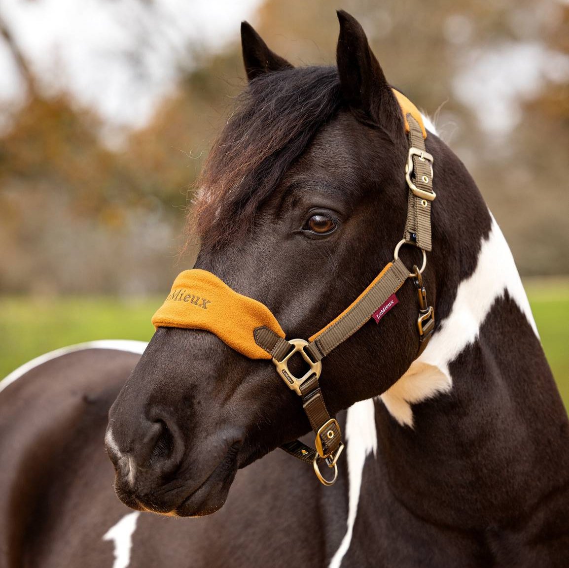 LeMieux Mini Vogue Halter & Lead - Alpine | Malvern Saddlery