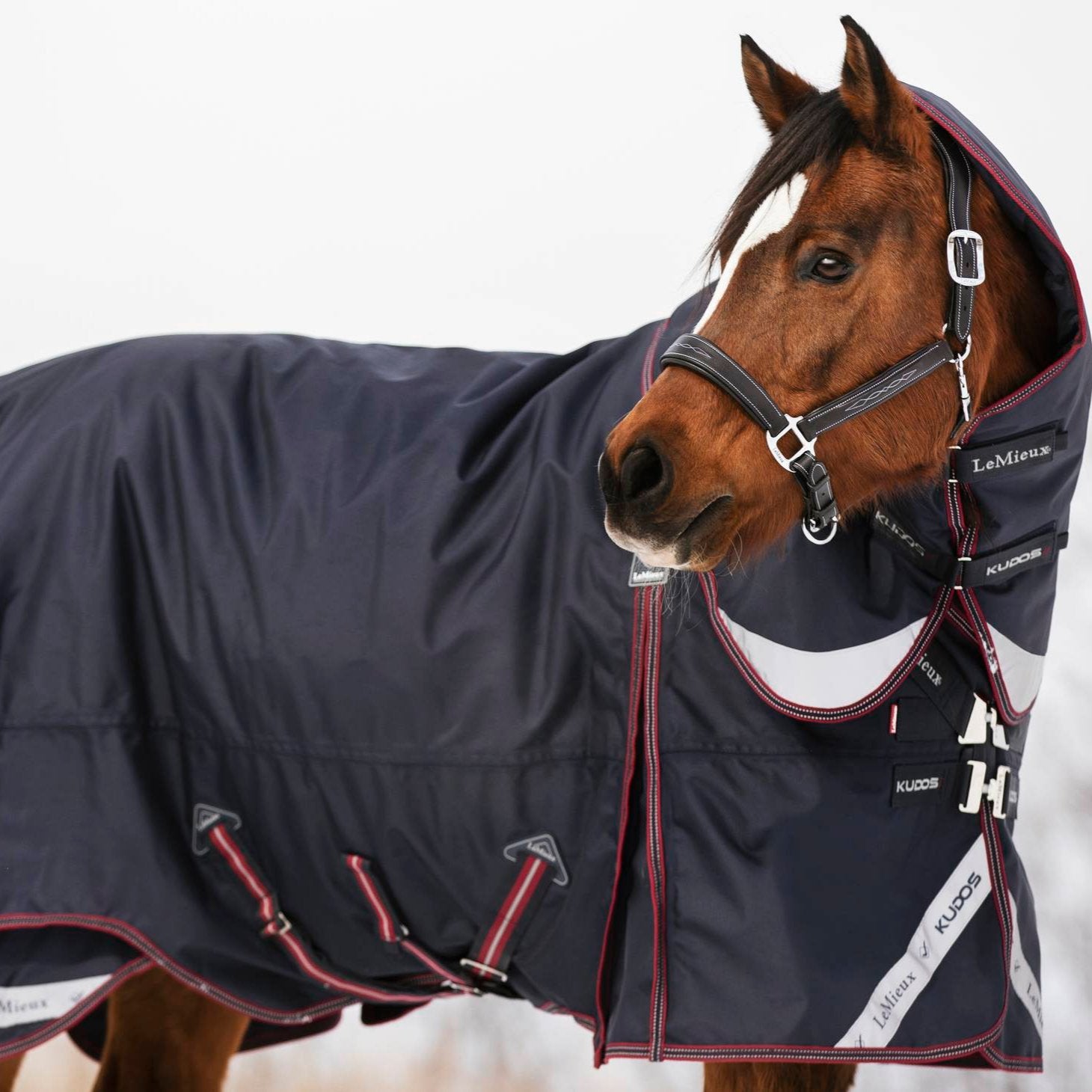 LeMieux Kudos 200g  Turnout Blanket - Navy | Malvern Saddlery