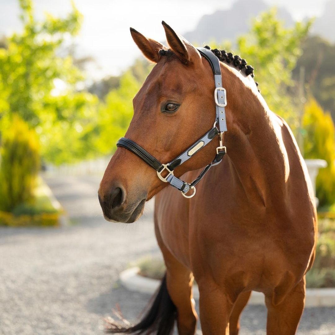 (タケ)￼新古品 リラックスフィット HORSE LEATHER LeMieux Capella Horse Halter – Malvern Saddlery
