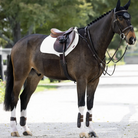 LeMieux ProSorb Plain 2 Pocket Close Contact Square Saddle Pad - White, on horse with saddle and other tack, outdoor background | Tack Shop | Malvern Saddlery