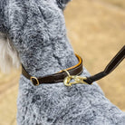 LeMieux Toy Puppy Accessory -  Leash & Collar - Alpine & Ginger, shown on toy schnauzer | Malvern Saddlery