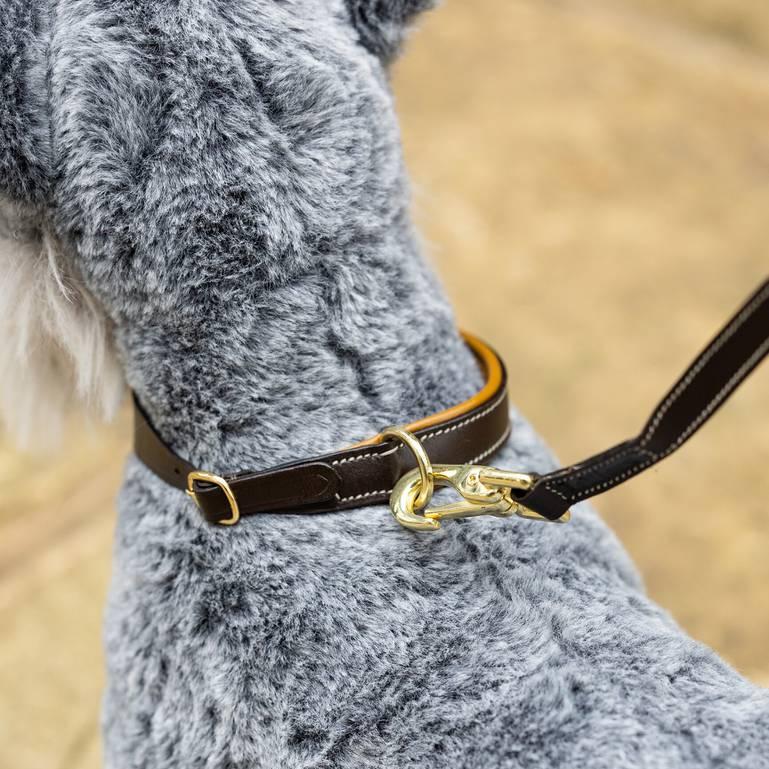 LeMieux Toy Puppy Accessory -  Leash & Collar - Alpine & Ginger, shown on toy schnauzer | Malvern Saddlery