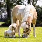 LeMieux Toy Pony - Lemon, shown with real horse | Malvern Saddlery