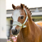 LeMieux Mini Vogue Headcollar & Lead Rope - Fern | Malvern Saddlery