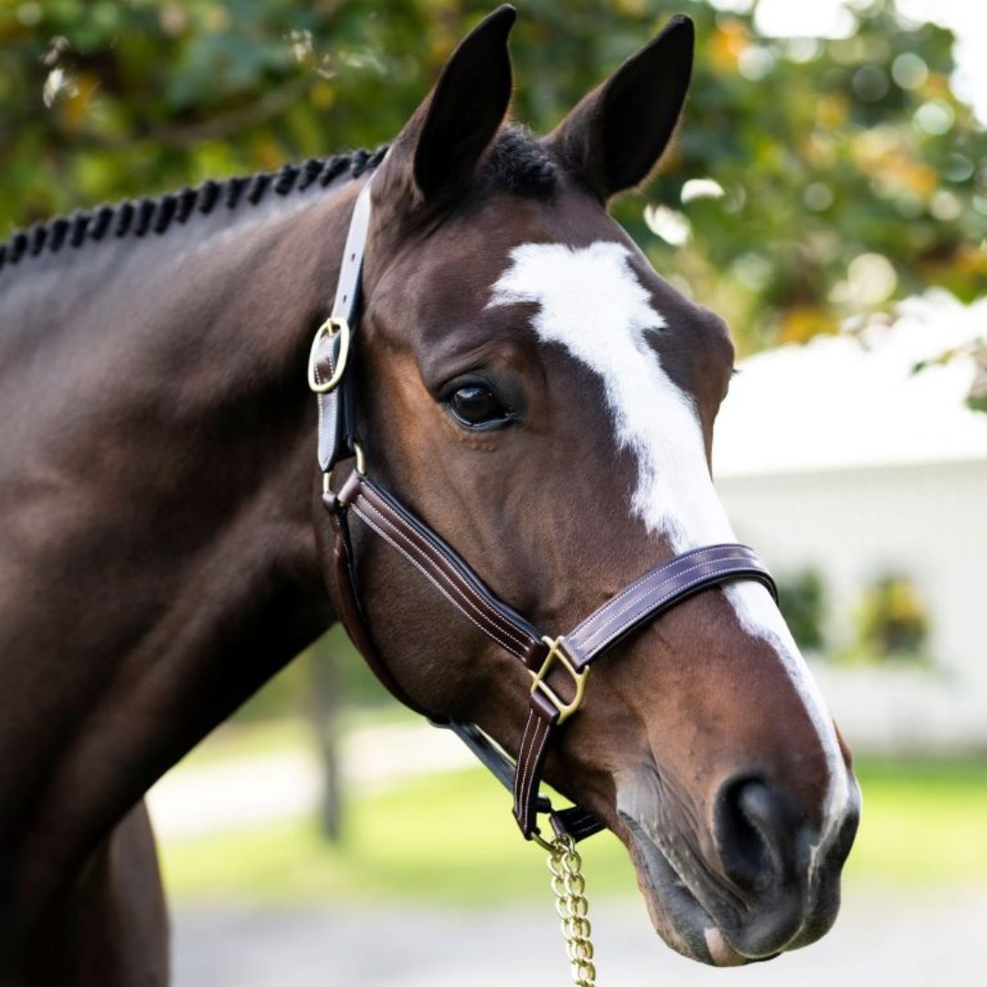 KL Select Red Barn Julie Halter - Havana Brown, white stitching, brass | Malvern Saddlery