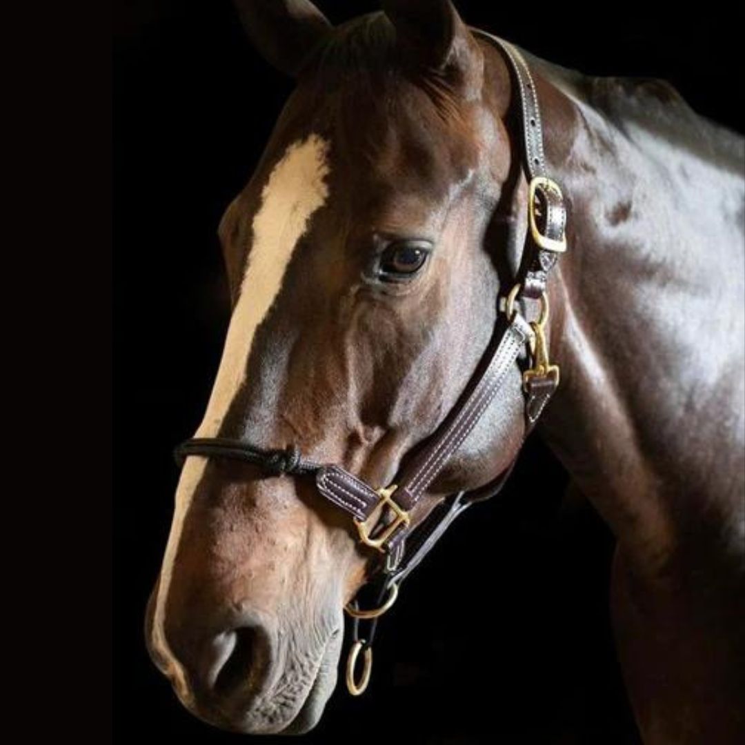 Walsh Rope Nose British Halter - Havana Brown | Malvern Saddlery