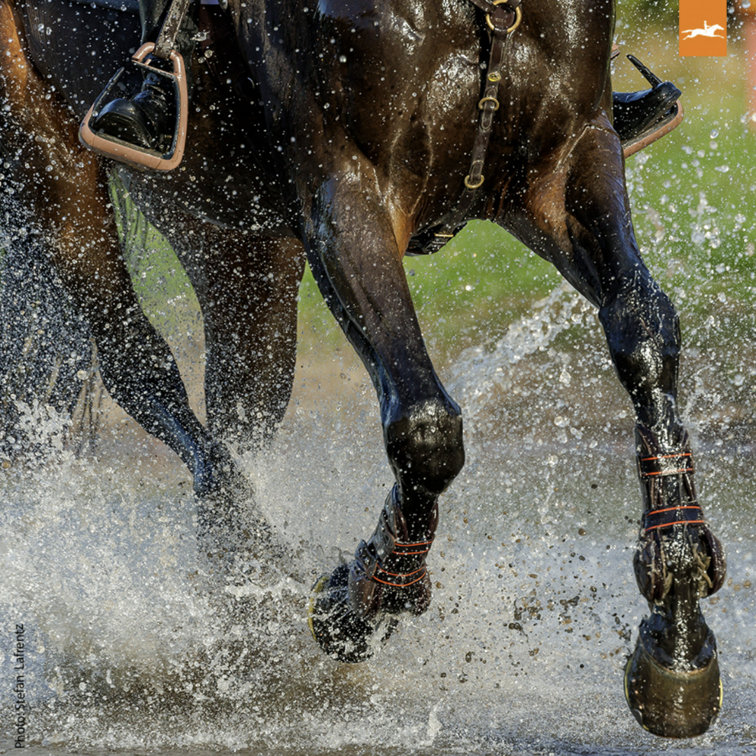 Schockemoehle Sports Equestrian Horse Boots | Malvern Saddlery