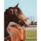 Schockemöhle Memphis Style III Breakaway Halter in Bottle on a horse
