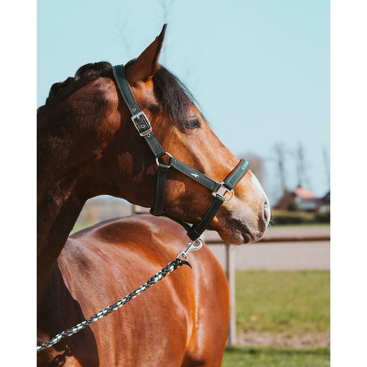 Schockemöhle Memphis Style III Breakaway Halter in Bottle on a horse