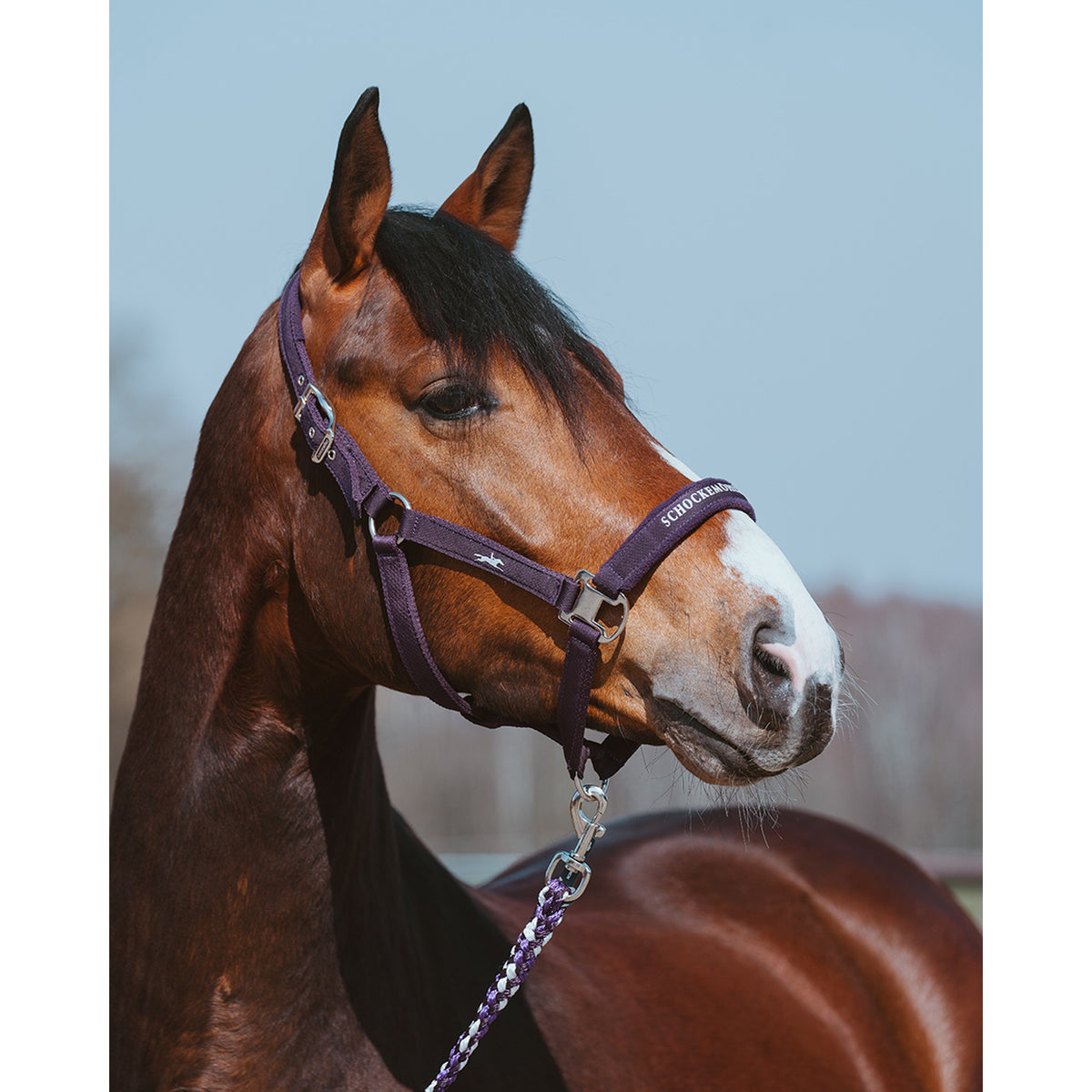 Schockemöhle Memphis Style III Breakaway Halter in Dark Purple on a horse