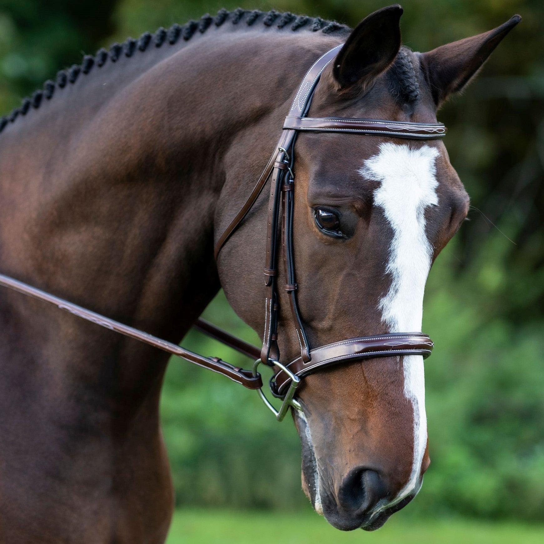 KL Select Tuscany Hunter Bridle, show on brown horse with braided mane | Malvern Saddlery