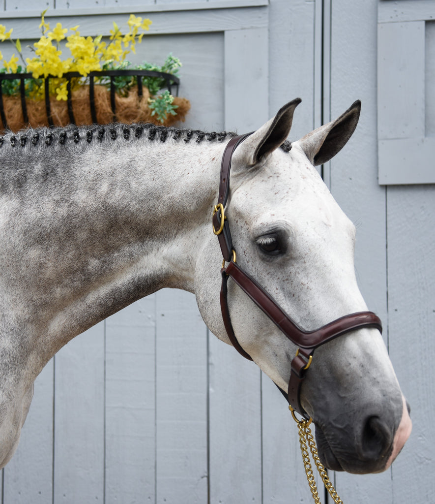 Red Barn KL Select Devon Ergonomic Halter | Malvern Saddlery