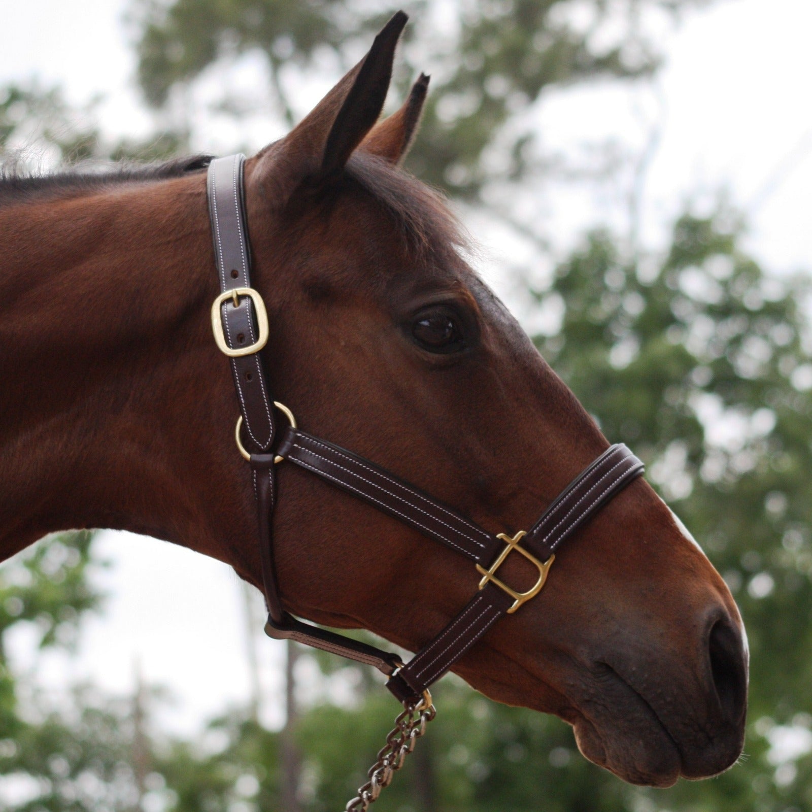 Shop KL 'Julie' Halter - Malvern Saddlery