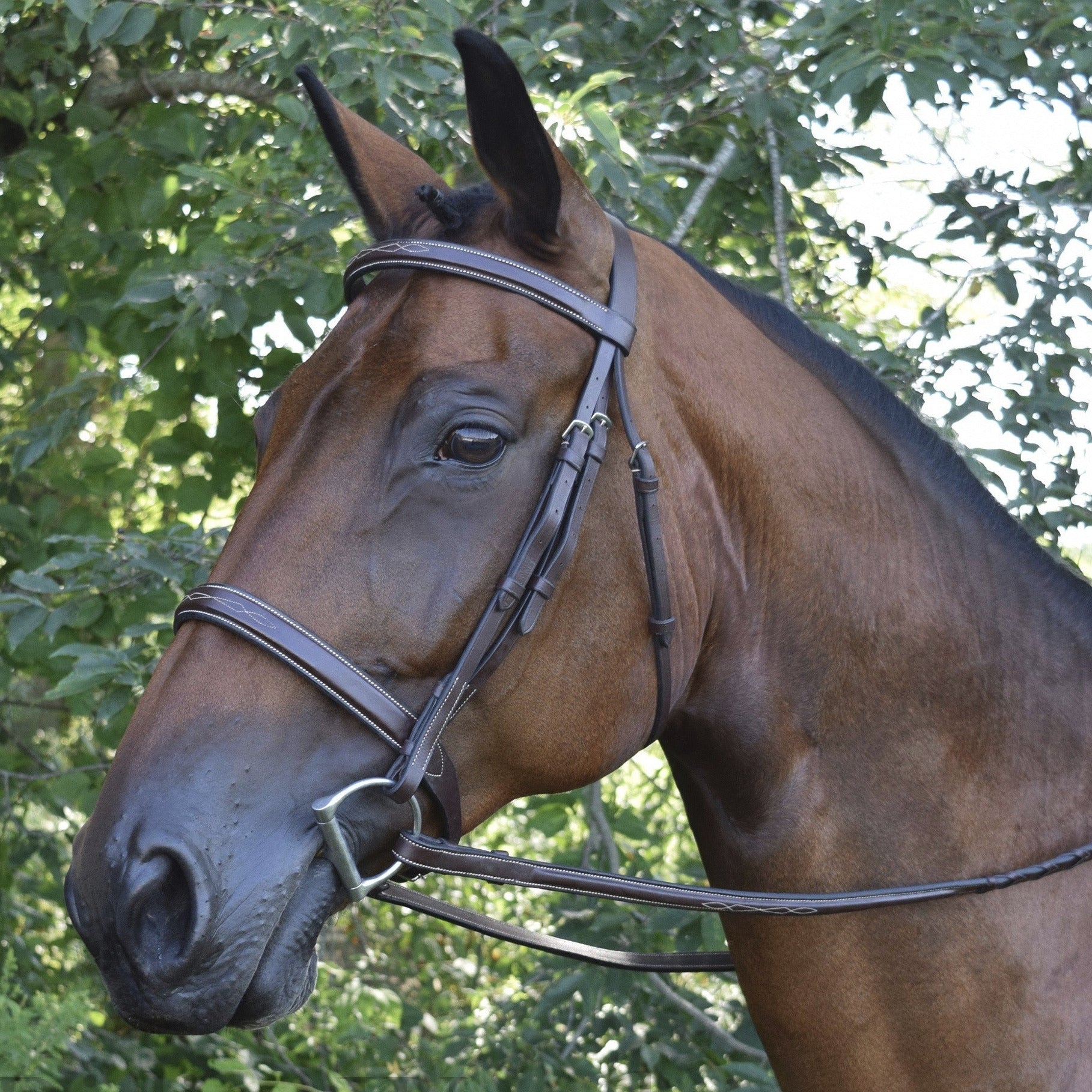 Shop Black Oak 'Spruce' Hunter Bridle - Malvern Saddlery