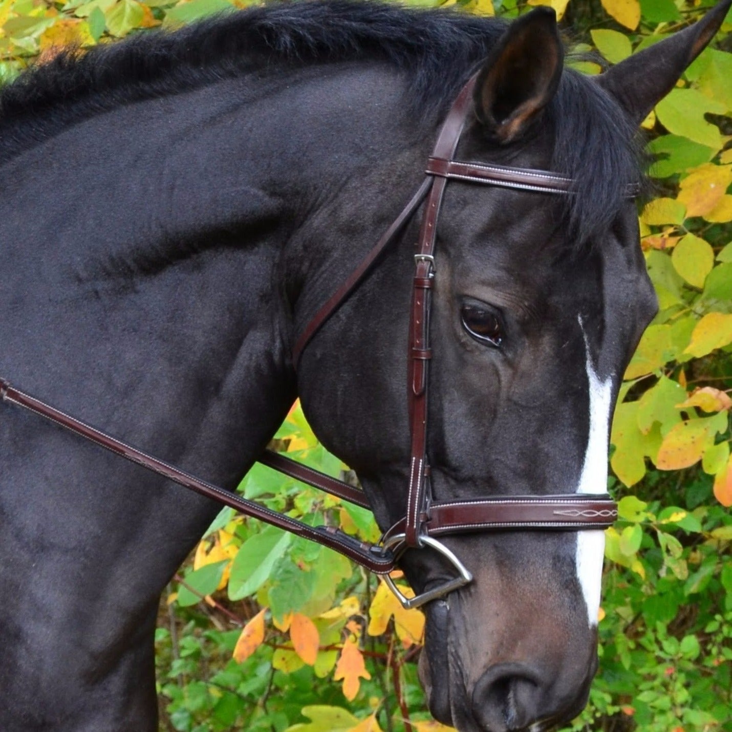 Shop KL Tyron Hunter Bridle - Malvern Saddlery