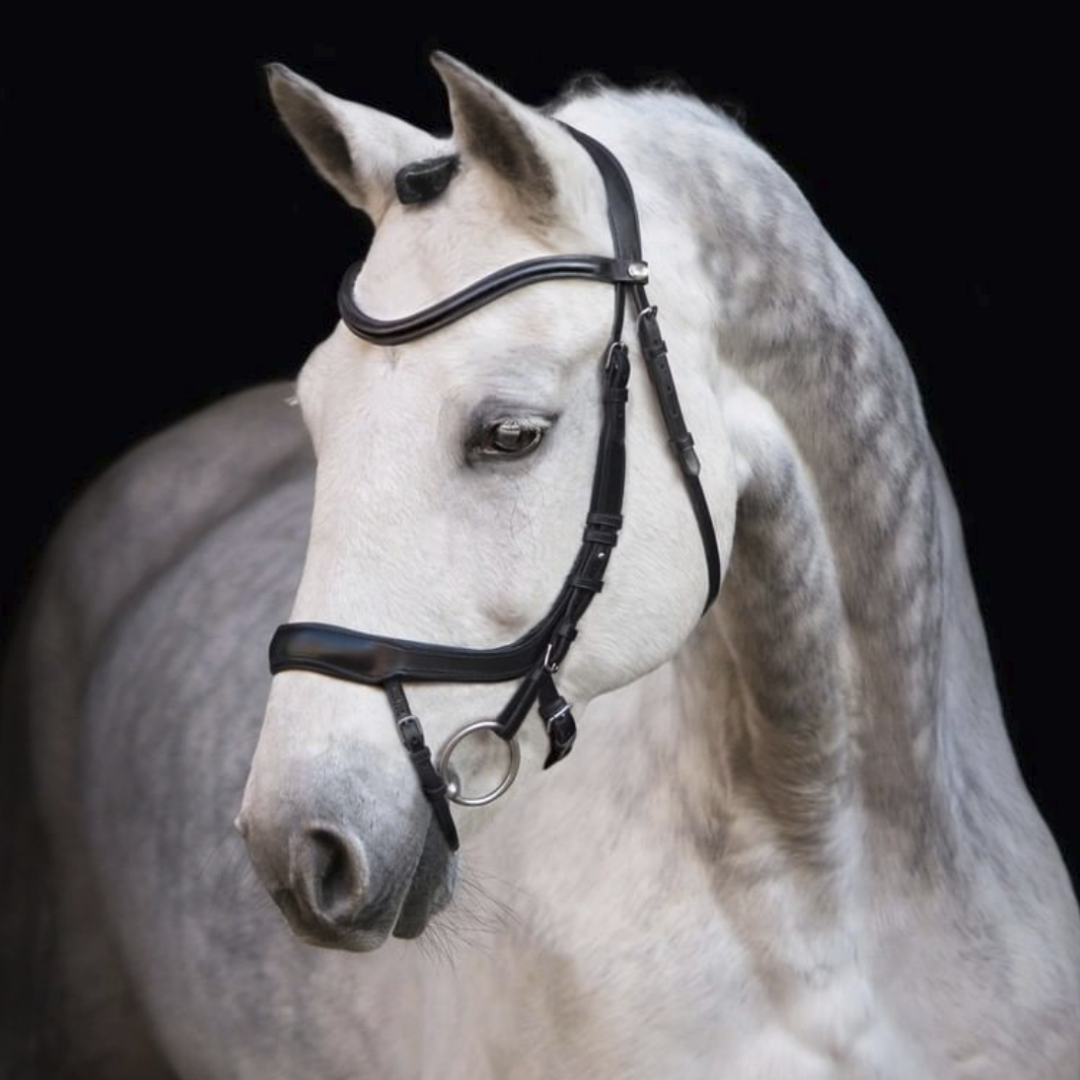 Schockemöhle Sports Equitus Alpha Bridle - Black | Malvern Saddlery